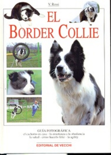 EL BORDER COLLIE 